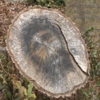 'Face of Jesus' appears on cemetery tree stump