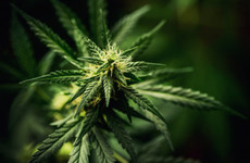 Cannabis worth €1.3 million seized in Co Meath