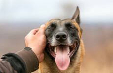 Research finds pet dogs can predict owners' epileptic seizures