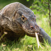Komodo dragon and two in five shark species in danger of becoming extinct