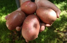 VIDEO: How the Black Death (and potato blight) came to Ireland