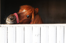 Quiz: How much do you know about horses?