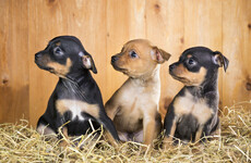 Lynn Boylan: Illegal sale of puppies online can no longer be ignored