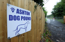 Manager charged with permitting 'lay person' to kill dog at Ashton Pound