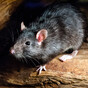 Garda warning after reports of bogus tradesmen targeting householders with 'rat's nest' scam