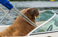 Wally the Walrus spotted in Iceland 'on journey home to the Arctic'