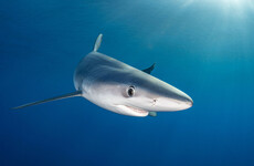 More than 3,000 shark fins confiscated in Colombia