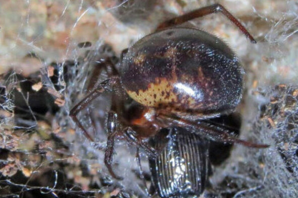 Warning issued over false widow spiders in Ireland as temperatures drop - Vimarsana News