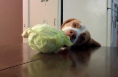 VIDEO: This dog is an excellent thief