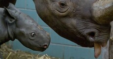 Baffled Baby Rhino of the Day