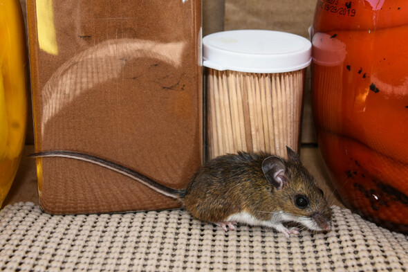 Rat activity and mice droppings: four food businesses ordered to shut last month - Vimarsana News