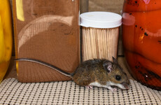 Rat activity and mice droppings: four food businesses ordered to shut last month