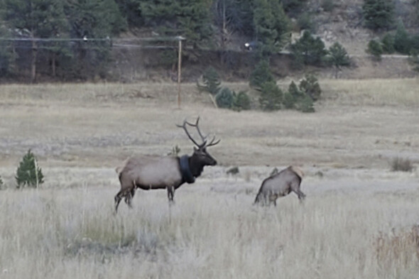 Elk roaming Colorado with car tyre around neck for two years has object removed - Vimarsana News
