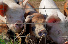UK to offer 800 temporary visas for butchers