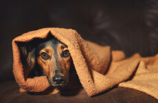 Soothing music and safe hiding places - Tips to help keep pets happy during fireworks