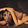 Soothing music and safe hiding places - Tips to help keep pets happy during fireworks