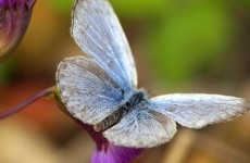 Fukushima caused mutant butterflies: scientists