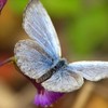 Fukushima caused mutant butterflies: scientists