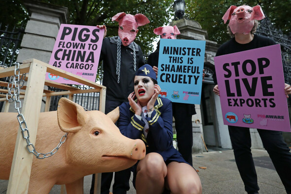 Campaigners urge Government to reverse decision to export live pigs to China - Vimarsana News