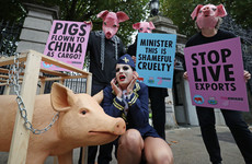 Campaigners urge Government to reverse decision to export live pigs to China