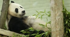 Melancholic Panda Contemplates Life, Wonders About Birthday Cake