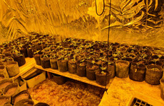 Gardaí seize €150,000 worth of suspected cannabis in Monaghan