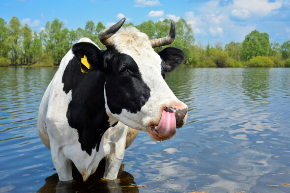 RNLI called out to help move cow in distress in water back to shore - Vimarsana News