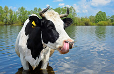 RNLI called out to help move cow in distress in water back to shore