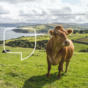 Nearly half of people in Ireland think the number of cows should be limited or reduced