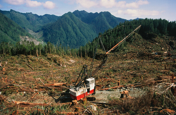 Les dirigeants mondiaux signent un engagement de plusieurs milliards de dollars pour mettre fin à la déforestation d’ici 2030