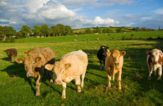 Dáil hears there are 'no proposals' to cull cattle as 80 countries sign pledge to cut methane
