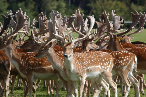 34 deer killed in Phoenix Park as part of 'managed cull' this week - Vimarsana News
