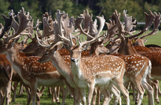 34 deer killed in Phoenix Park as part of 'managed cull' this week