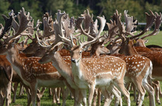 34 deer killed in Phoenix Park as part of 'managed cull' this week