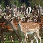 34 deer killed in Phoenix Park as part of 'managed cull' this week