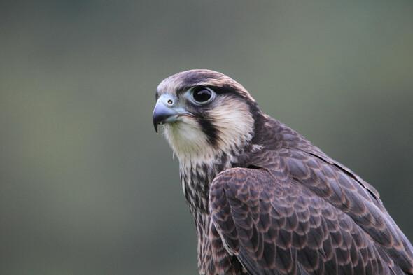 Avian Flu detected in wild falcon in Galway - Vimarsana News