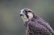 Avian Flu detected in wild falcon in Galway