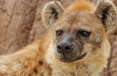 Two hyenas, 11 lions and two tigers test positive for coronavirus at Denver Zoo