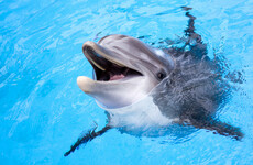 Poll: Should all holiday destinations featuring animal performances be banned?