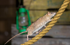 'Rodent droppings on pallets of crisps': Four closure orders on food businesses last month