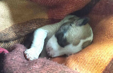 Animal cruelty law needs to deal with puppy smuggling, committee told