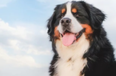 Quiz: How well do you know your dog breeds?