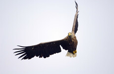 Bird flu identified in rare eagle in Kerry
