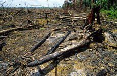 Deforestation of Brazil's Amazon rainforest hit new record in October