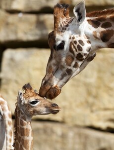 PHOTOS: What has Dublin Zoo named its new baby giraffe?