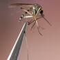 Dallas declares a state of emergency over virus outbreak