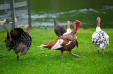 Cases of bird flu detected among turkey flock in Co Monaghan