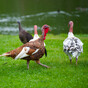 Cases of bird flu detected among turkey flock in Co Monaghan