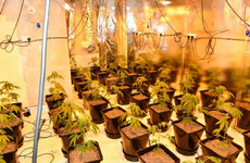Man charged after discovery of cannabis growhouse in Sligo