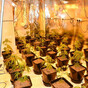 Man charged after discovery of cannabis growhouse in Sligo